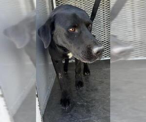 Labrador Retriever Dogs for adoption in Bakersfield, CA, USA