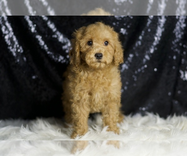 Medium Photo #4 Goldendoodle (Miniature) Puppy For Sale in WARSAW, IN, USA