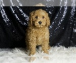 Small #3 Goldendoodle (Miniature)