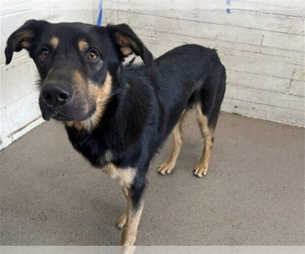 Medium Photo #1 German Shepherd Dog-Unknown Mix Puppy For Sale in San Bernardino, CA, USA