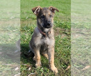German Shepherd Dog Puppy for sale in WARREN, MA, USA