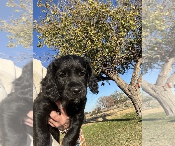 Medium Photo #3 Cocker Spaniel Puppy For Sale in SAN ANGELO, TX, USA
