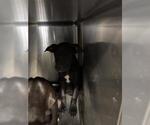 Small Labrador Retriever