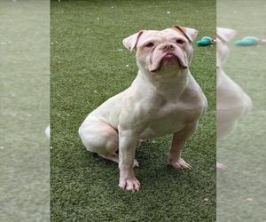 American Bulldog Dogs for adoption in Derwood, MD, USA