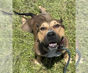 American Staffordshire Terrier Dogs for adoption in Fort Lauderdale, FL, USA