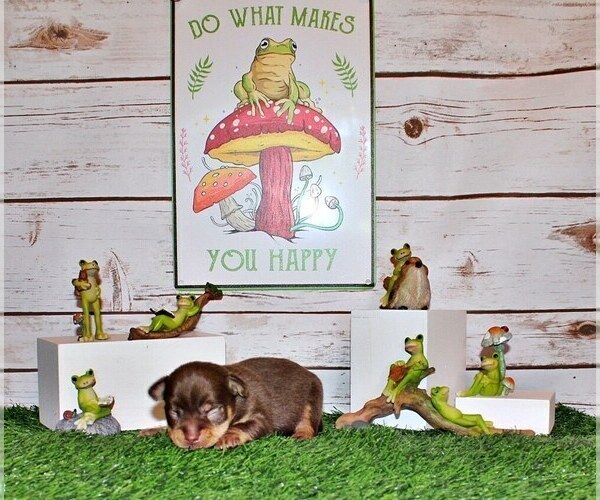 Medium Photo #37 Chihuahua Puppy For Sale in CHARLESTON, AR, USA
