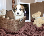 Puppy Puppy 8 Blair Australian Shepherd