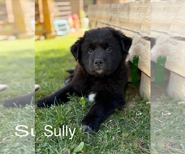 Medium Photo #1 Great Pyrenees-Unknown Mix Puppy For Sale in Tabernash, CO, USA