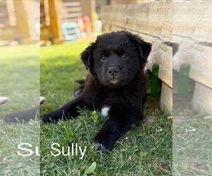 Great Pyrenees-Unknown Mix Dogs for adoption in Tabernash, CO, USA