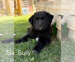 Small Great Pyrenees Mix