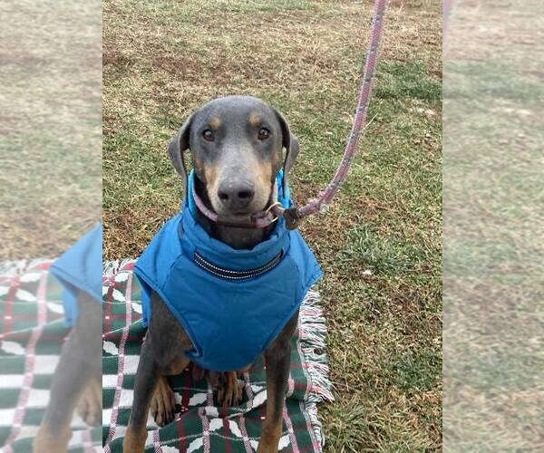 Medium Photo #4 Doberman Pinscher-Unknown Mix Puppy For Sale in Unionville, PA, USA