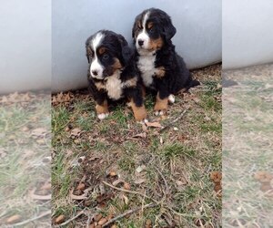Bernese Mountain Dog Puppy for sale in MEMPHIS, MO, USA