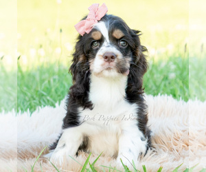 Medium Cocker Spaniel