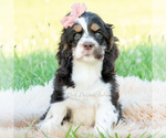 Puppy Tansy AKC Cocker Spaniel
