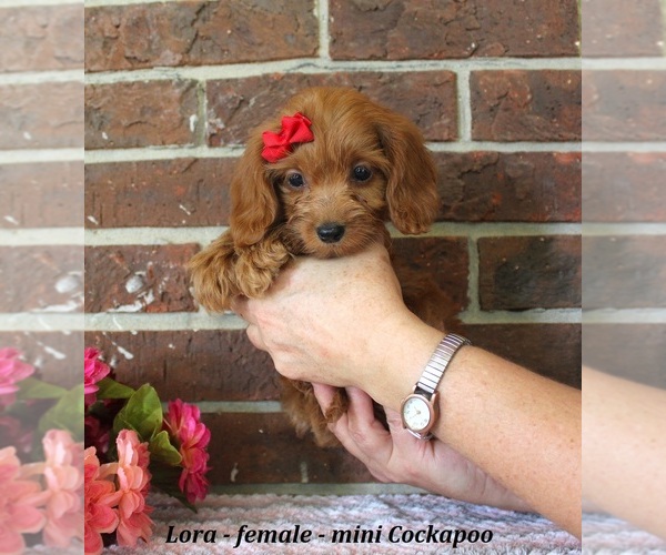 Medium Photo #2 Cockapoo (Miniature) Puppy For Sale in CLARKRANGE, TN, USA