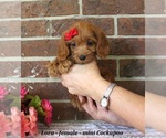 Small #1 Cockapoo (Miniature)