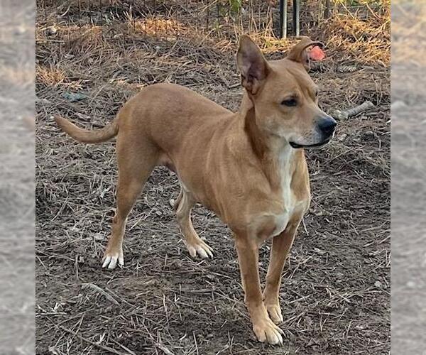 Medium Photo #2 Shepradors Puppy For Sale in Yardley, PA, USA