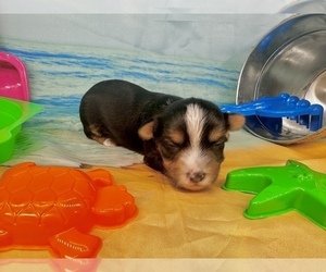 Morkie Puppy for sale in CASSVILLE, MO, USA