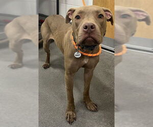 American Bulldog Dogs for adoption in Forestville, MD, USA