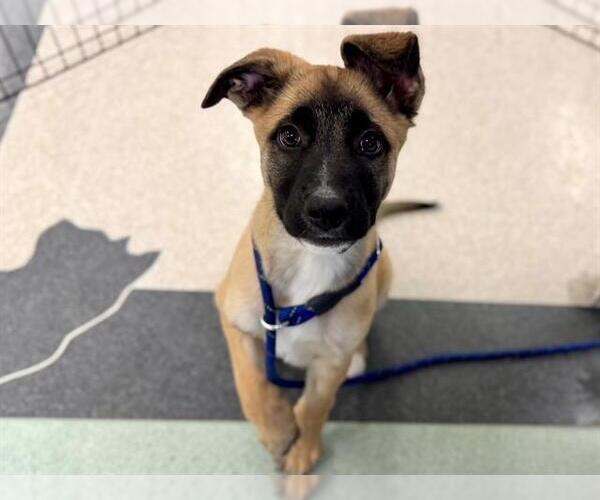 Medium Photo #2 American Pit Bull Terrier-German Shepherd Dog Mix Puppy For Sale in Santa Rosa, CA, USA