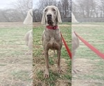 Small Photo #1 Weimaraner Puppy For Sale in LEWISBURG, KY, USA