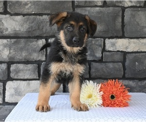 German Shepherd Dog Puppy for sale in MILLERSBURG, OH, USA