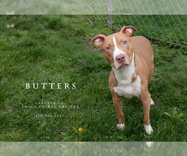 Medium Photo #1 Staffordshire Bull Terrier Puppy For Sale in La Porte, IN, USA