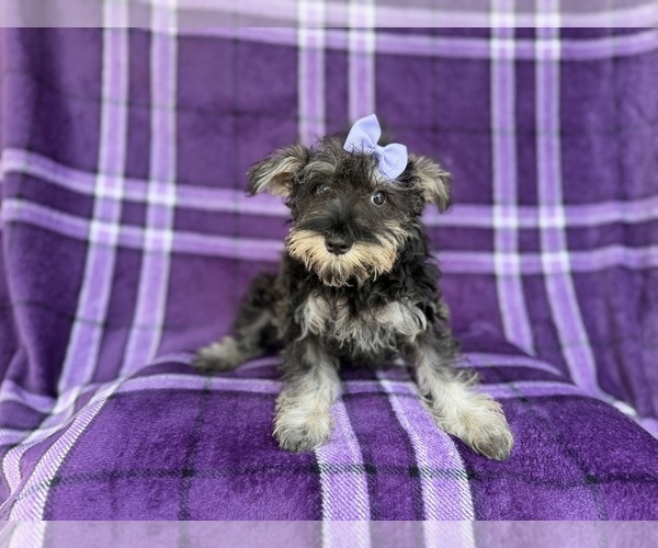Medium Photo #9 Schnauzer (Miniature) Puppy For Sale in LAKELAND, FL, USA