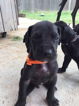 Medium Photo #1 Great Dane Puppy For Sale in MIDLAND, TX, USA