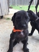 Small Photo #1 Great Dane Puppy For Sale in MIDLAND, TX, USA
