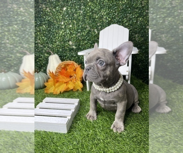 Medium Photo #21 French Bulldog Puppy For Sale in LOS ANGELES, CA, USA