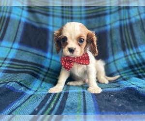 Cavalier King Charles Spaniel Puppy for Sale in LAKELAND, Florida USA