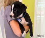 Small #2 Labrador Retriever-Retriever  Mix