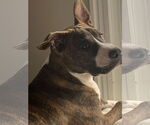 Small #12 American Pit Bull Terrier-Mountain Cur Mix