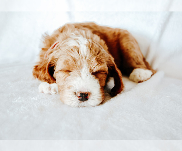 Medium Photo #3 Goldendoodle Puppy For Sale in LIVINGSTON, TX, USA