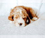 Small Photo #3 Goldendoodle Puppy For Sale in LIVINGSTON, TX, USA