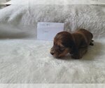 Small Photo #32 Dachshund Puppy For Sale in PINSON, AL, USA