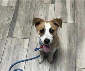 Mutt Dogs for adoption in Redlands, CA, USA