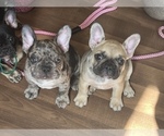 Puppy 3 French Bulldog