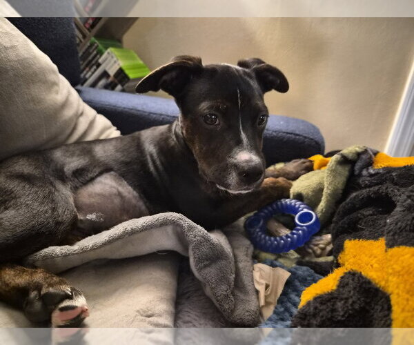 Medium Photo #4 Mutt Puppy For Sale in Springdale, PA, USA