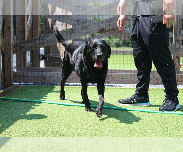 Medium Photo #2 Labrador Retriever Puppy For Sale in Chestertown, MD, USA