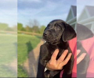 Labrador Retriever Puppy for sale in GIRARD, IL, USA