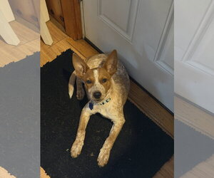 Joel - Male Mutt Dog for Adoption - Photo #2