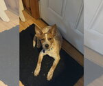 Small Photo #2 Mutt Puppy For Sale in Garden City, NY, USA