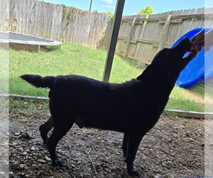 Bones - Male Mutt Dog for Adoption - Photo #5