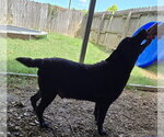 Small Photo #5 Mutt Puppy For Sale in Jackson, MS, USA