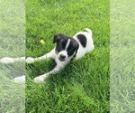 Small #2 Mutt