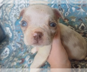 Boston Terrier Puppy for Sale in ANNISTON, Alabama USA