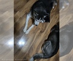 Small #7 Siberian Husky