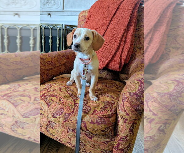Medium Photo #1 Chiweenie Puppy For Sale in Springdale, PA, USA